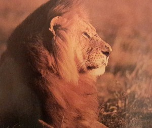 Kenyan Lion 