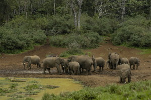 Nairobi Serena - Elephant Water Hole