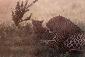 Leopards abound at the Ngorogoro Crater