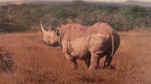 Rhino - Ol Pejeta Conservancy